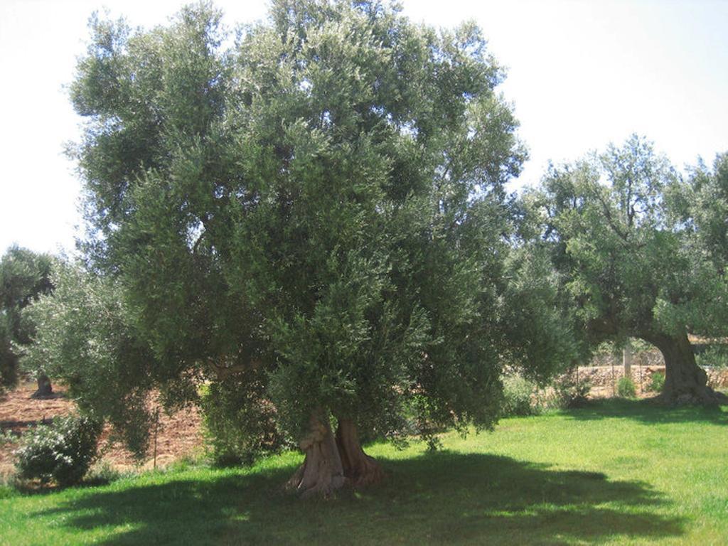 Maison d'hôtes La Vigna Vecchia à Fasano Extérieur photo